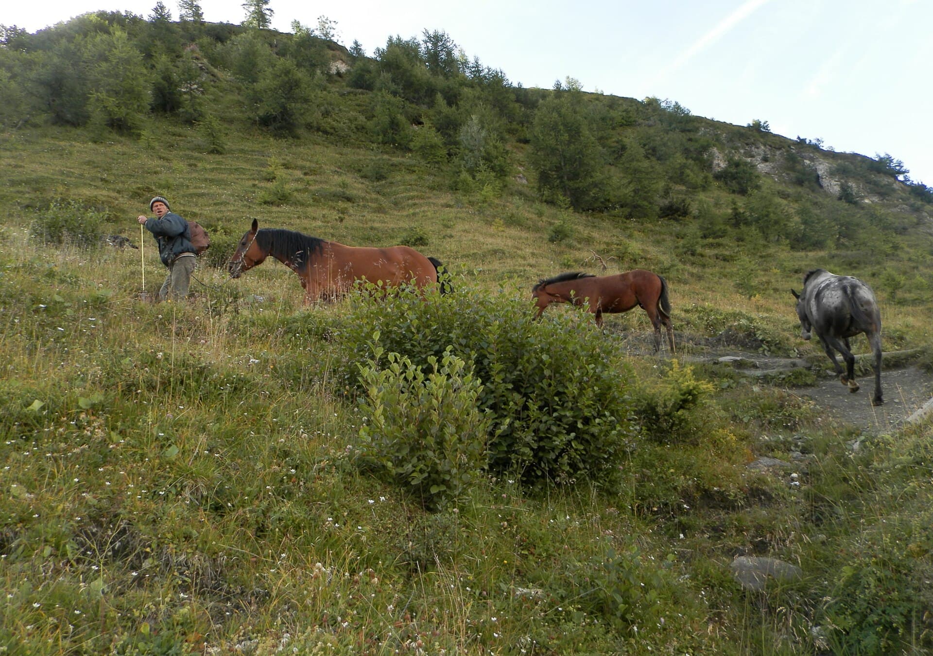 Cavalos no pasto