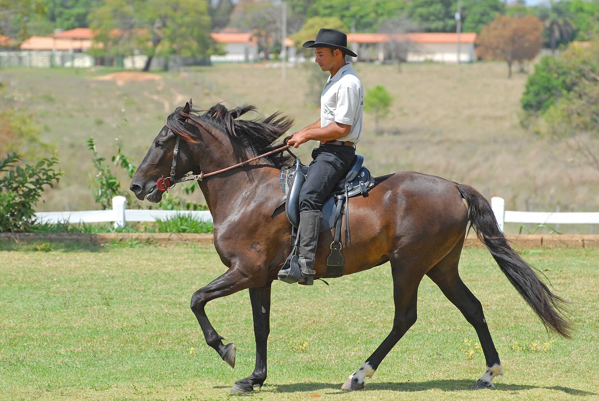 Cavalo Mangalarga Marchador